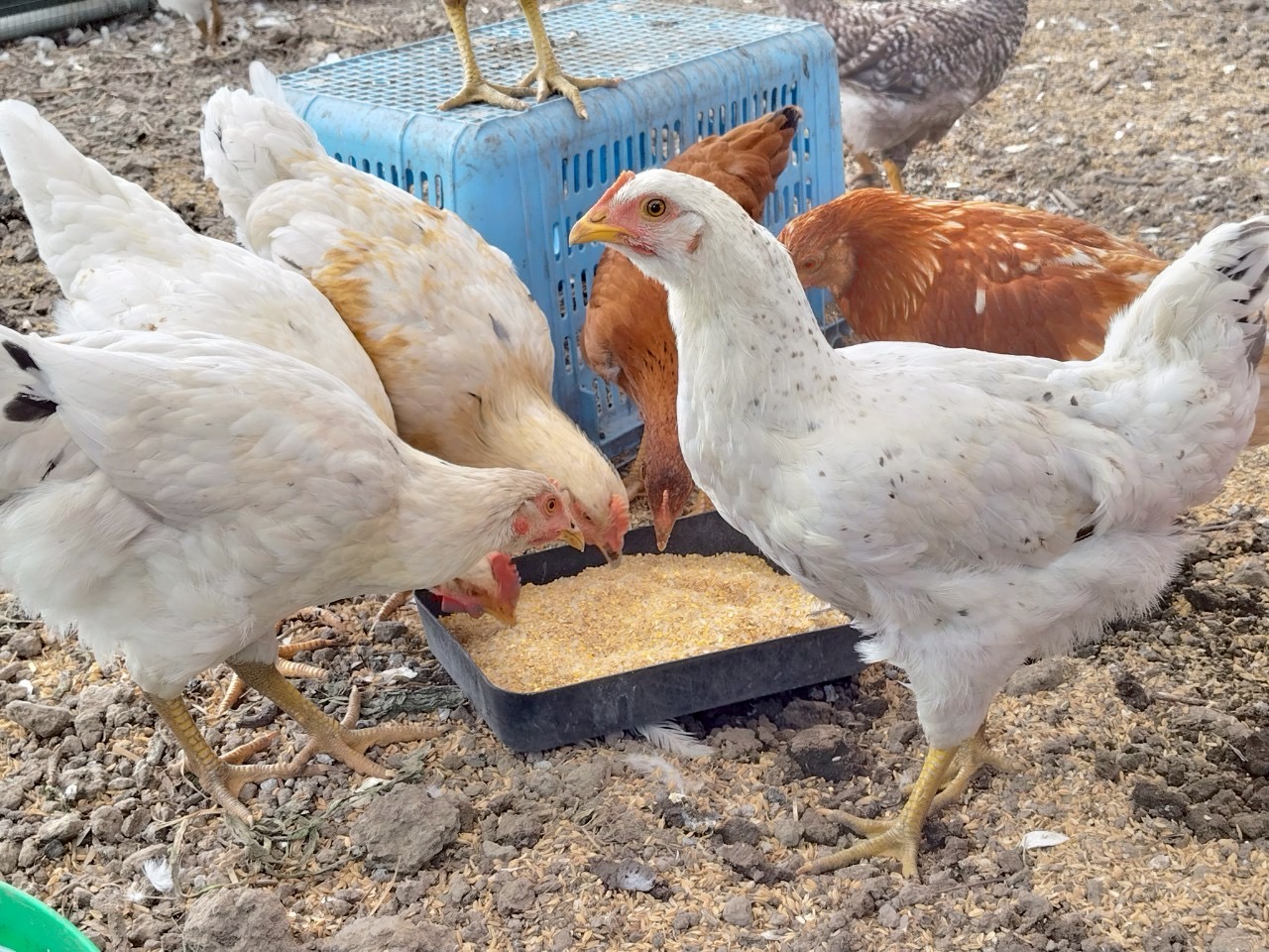 施設園芸自動化の実績